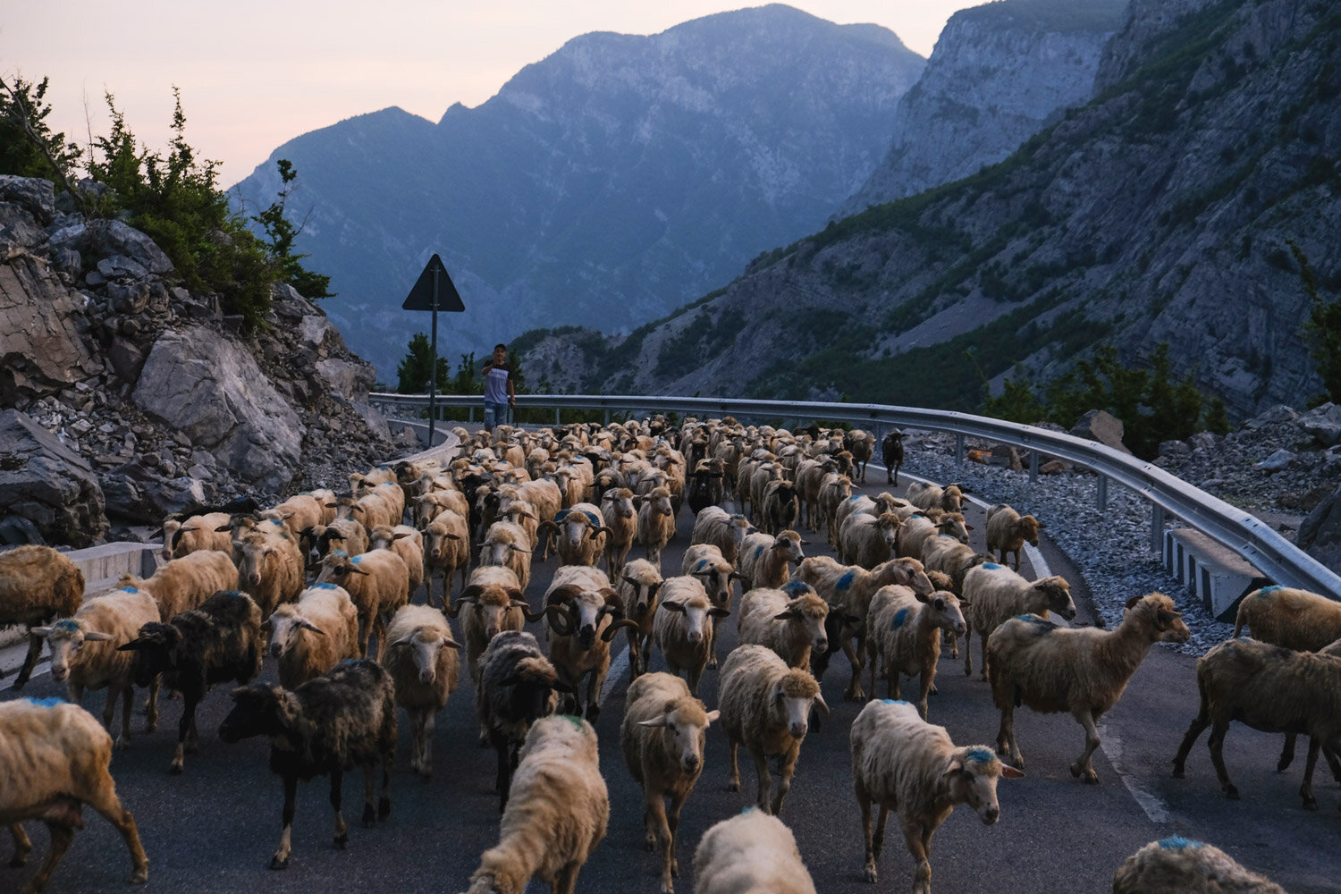 Fonsi Bikaj moves a herd of sheep from near the family’s winter home to the shelter where they stay during the summer months for the sheep to graze in high mountain pastures. Earlier in the day, his father Gazmend had taken the sheep from their owne…